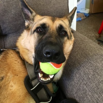 crumley28's profile picture. Dog Dad, Vikings & Mn Wild