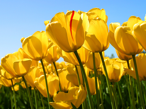 people used to laugh at me because i am different and i used to laugh at them because they all are the same.