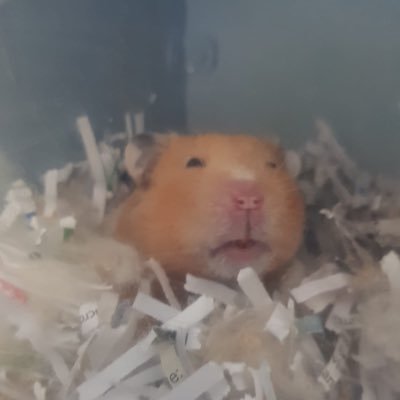 In memory of Butterscotch, founder of hamster squad, at home with my owner Lily, and Truffle, Basil, Rolo and the tiny dwarf ham