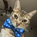 Henry Saiz' cat (@shoogoo3000) Twitter profile photo Henry Saiz' cat (@shoogoo3000) Twitter profile photo