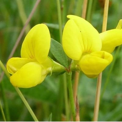 We specialise in growing native UK wildflower plug plants on our nature-friendly farm 🌼 Peat free and locally sourced. Perfect for a meadow, garden or orchard!