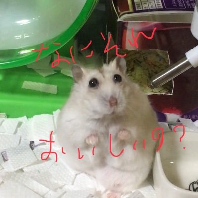 皆様のハムスター&モフモフの可愛さに癒されてます....🥰😃 。うちの子達🐹キンタ君🌈･ビビちゃん🐹･チビ太くん🌈（男の子3兄弟2020.8~）＆時々🐥インコのトリピヨちゃんとチィちゃんと、文鳥のモンちゃん。🐹モチ子さん（2018.9~2020.9🌈）