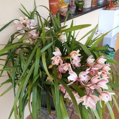 VilaCannet's profile picture. 