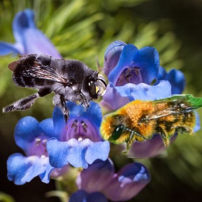 ⛰🐝 Osmia brevis 🐝Anthophora ursina 🐝 ⛰ we 💛 Penstemon caryi