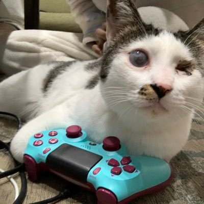 茶太郎🐈たぬき🐈サブレ🐈の3匹。ゲーム垢というより猫垢になってしまった/MHW/FF14/fallout76/DBD/オーバークック/APEX/EDF!!/あつ森/