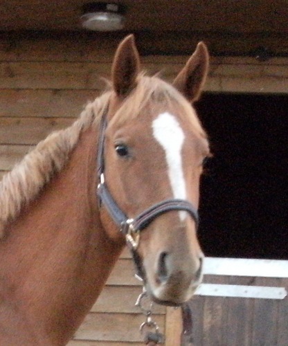 thistlwdthunder's profile picture. Arrow to my friends. Foaled 2009 Appaloosa x Part bred Arab. Unlike my half brother I am spotless. Aiming to be a equine world beater when I grow up.
