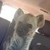 Bear_in_the_south (@jb49965805) Twitter profile photo