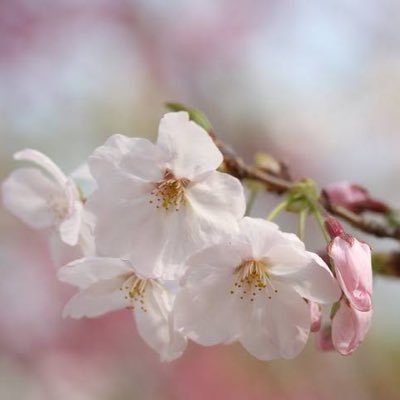 桜餅が好物💪💪💪