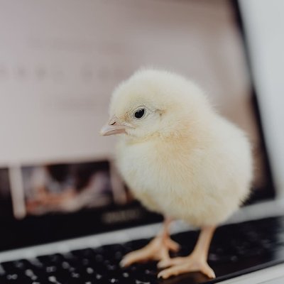 CChickita's profile picture. Chronicling my journey learning web design/development 

Part Website Designer/Coder, Part Chick