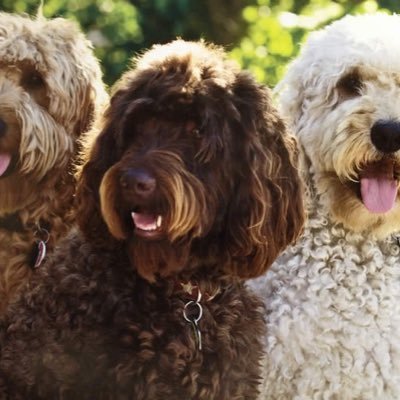 #Harris/Walz2024 Animals Art NewBlueWave #Register to vote Volunteer to canvas & drive ppl to polls MLB Politics Pop Culture Science Travel, ❤️ dogs NO DM’s