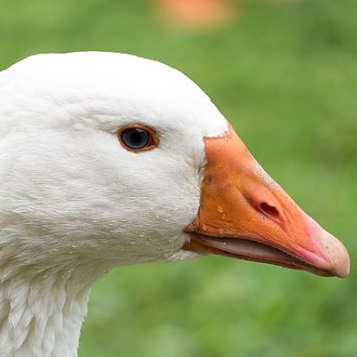 YTR | Goose Profile