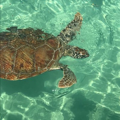 Wish I was a sea turtle
