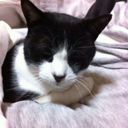 panchan370370's profile picture. チャリんこ大好き
マンハッタンに40歳までに住みたい