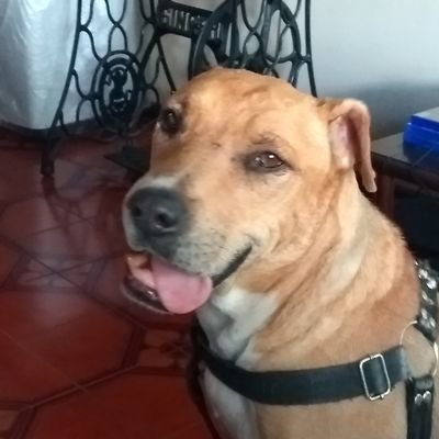 sin mucho que agregar. hincha del bicho #aaaj y amante del espacio.