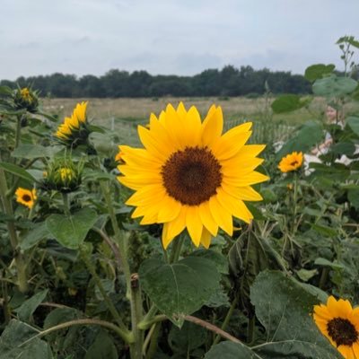 AyeannaS's profile picture. 