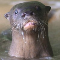 entre aguas (@entreaguas305) 's Twitter Profile Photo