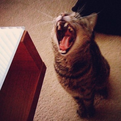 xiaohuhuuu's profile picture. 