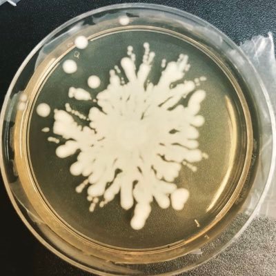 Laboratório do IMPG, UFRJ. Falamos sobre microbiota da pele, compostos antivirulência, biofilme, resistência e virulência de bactérias PI: @rosanabferreira