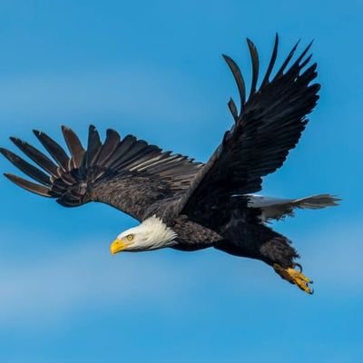 IncNguyen's profile picture. 