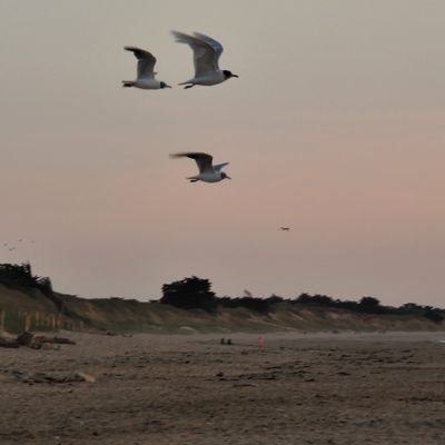 Un peu d’📝, quelques 📷, quelques 📕, quelques 🖼   Du 🚴🏼‍♂️et des 🛠, la 🌳, les 🐧et l’🌊, la 👨‍👩‍👦‍👦 et les 👫           Et des 🛣 qui se croisent