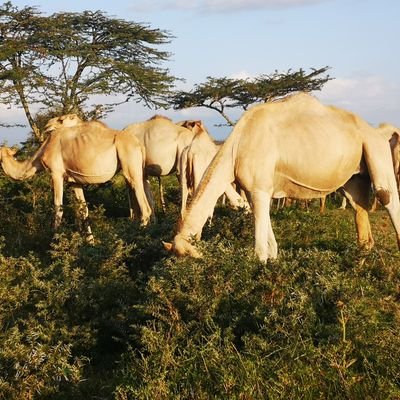 Project Manager @amkeniwakenya @UNDPKenya, Human Rights Advocate, Landrover Enthusiast and Farmer. Retweets are not endorsements.