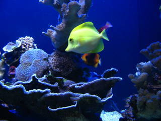 Carolineinbc's profile picture. 