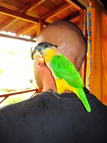 Ciudadano del planeta tierra, habitante del bosque, espiritu sensible y guardián de la selva.