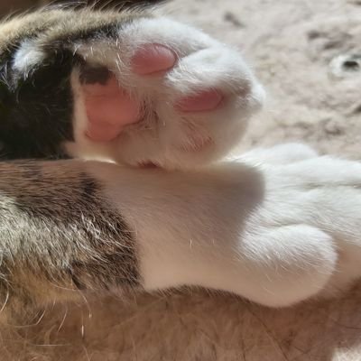 MTB_Trail_Lover's profile picture. Quella della bici è l'unica catena che rende liberi. (Cit.)