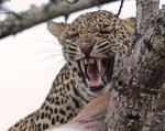 Djuma Private Game Reserve is an oasis of luxurious calm in the wilds of the world-renowned Sabi Sands Game Reserve.