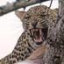 Djuma Game Reserve (@vuyatela) Twitter profile photo Djuma Game Reserve (@vuyatela) Twitter profile photo