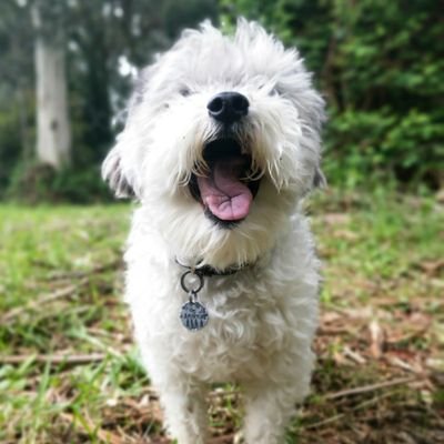 RobotMonster5's profile picture. 