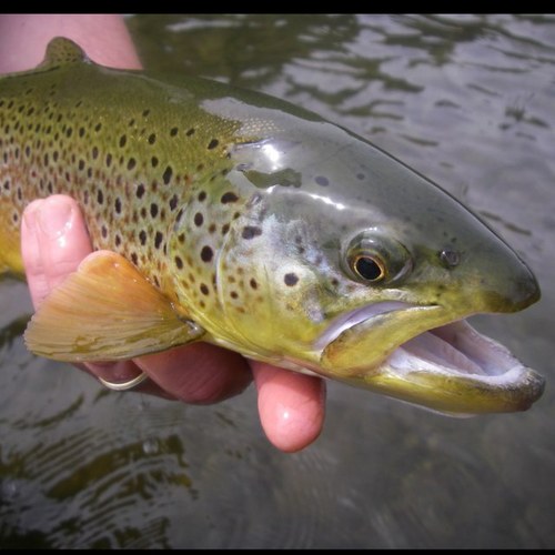 RiseformsFF's profile picture. guided fly fishing and photography in Central Pennsylvania.