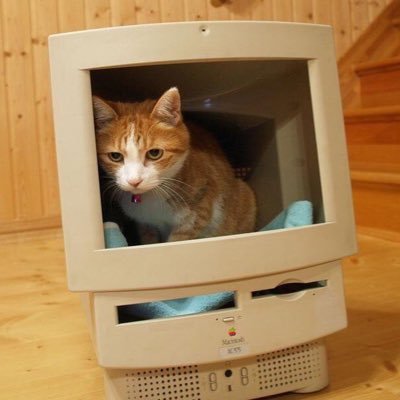 asinasu's profile picture. 