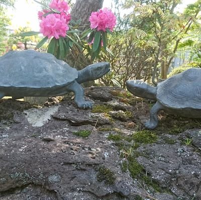 植木屋  庭師  盆栽を 約40年生業としてます。山形県酒田市の その道の 歴史等を 次の世代に 伝えていきたいと 思っております。