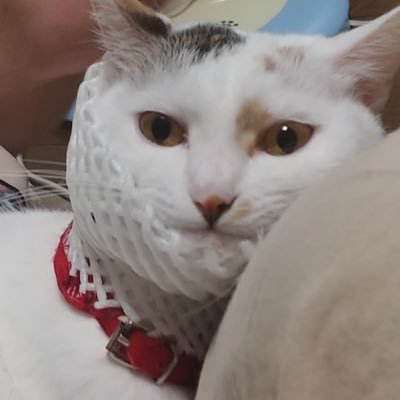 ざん。🐤🐤さんのプロフィール画像