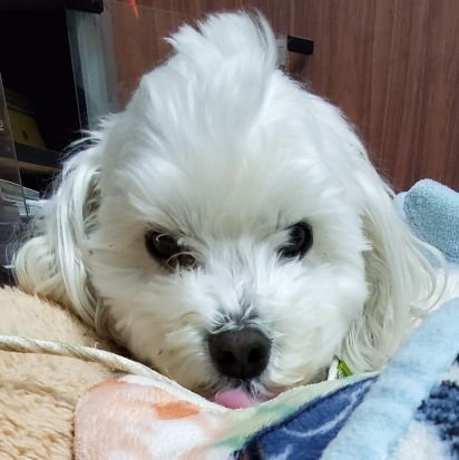 rurutan1205's profile picture. 成人済☆