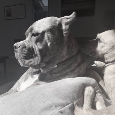 lsternab1's profile picture. 