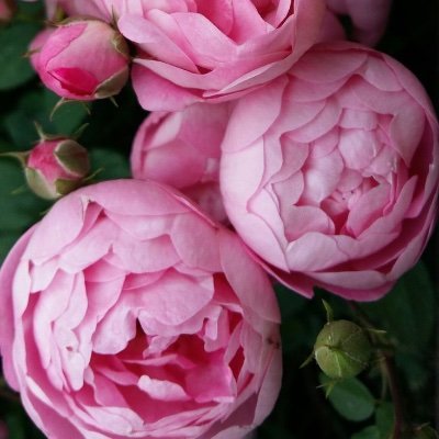 paeonia1299's profile picture. 