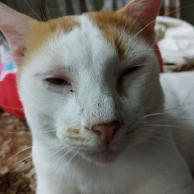 ｍｅｈ