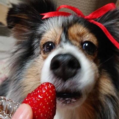 2代目シェルティ🍓ゆり♀(2011.7/15生)は2024.慢性腎臓病Stage3、関西暮らし。初代シェルティ🍰リョウ♂は虹の橋で待機中(2004.6/4-2011.9/1悪性リンパ腫🌈)。飼い主は、L'Arc~en~Ciel、HYDE、TETSUYA推しです⇒@wakame_no_heyaもどうぞ😃💕