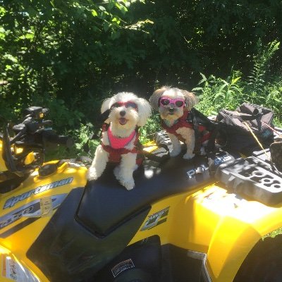 indygrl500's profile picture. 