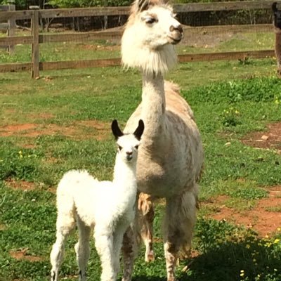 morganc403's profile picture. Just a Llama following the TA of the infamous @crypt0_llama