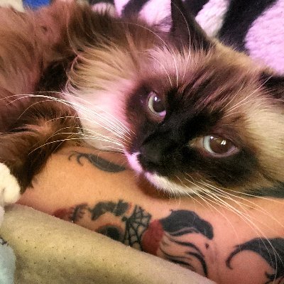 BeezysJackson's profile picture. Crunchy like a bag of chips