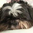 Dennis Donovan - @TheDenDog - Twitter