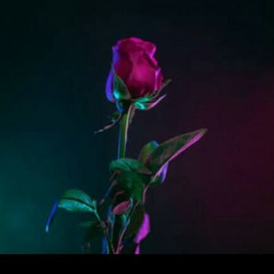 Safira65469260's profile picture. 