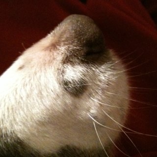 TheDinnerDog's profile picture. Sniffing around the dining scene in Wales. From fish and chips to fine dining, I tell you how it was, how it is and how it should be. Average is not an option.