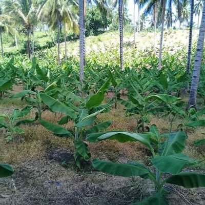 d_onskyville's profile picture. 