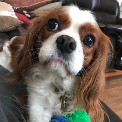 CavKingToby's profile picture. I love chicken. But I love you more.