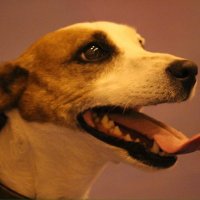 C. M. Jones-Todd (@cmjonestodd) 's Twitter Profile