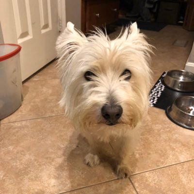 SharonW301's profile picture. #ALLCAPS, Conservative, Wife and Mother Of 3 Awesome boys, Tiger mom of sorts, USNavy Veteran, #MAGA #KAG2020